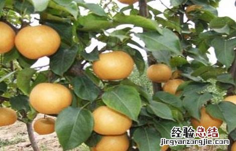 梨树坐不住果怎么办 梨树座果少的解决办法
