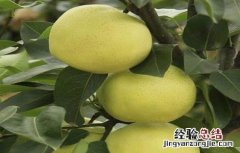 梨树坐不住果怎么办 梨树座果少的解决办法