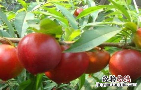 防治油桃裂果的措施和方法 防治油桃裂果的措施