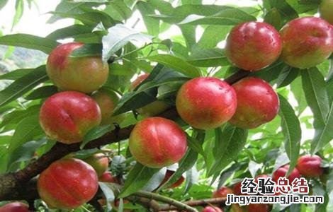 防治油桃裂果的措施和方法 防治油桃裂果的措施