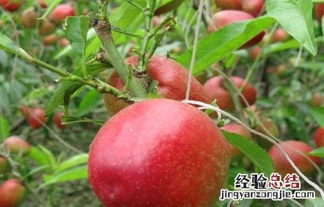 防治油桃裂果的措施和方法 防治油桃裂果的措施