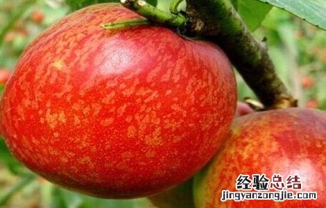 防治油桃裂果的措施和方法 防治油桃裂果的措施