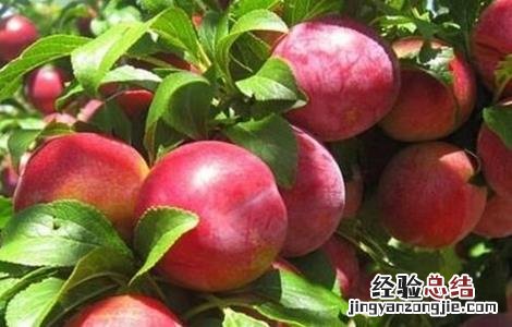 油桃裂果的原因 油桃裂果是什么原因?有哪些防治措施?