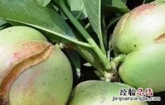 油桃裂果的原因 油桃裂果是什么原因?有哪些防治措施?
