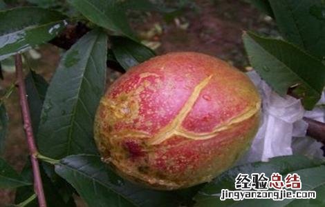 油桃裂果的原因 油桃裂果是什么原因?有哪些防治措施?