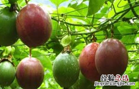百香果如何种植才能高产呢 百香果如何种植才能高产