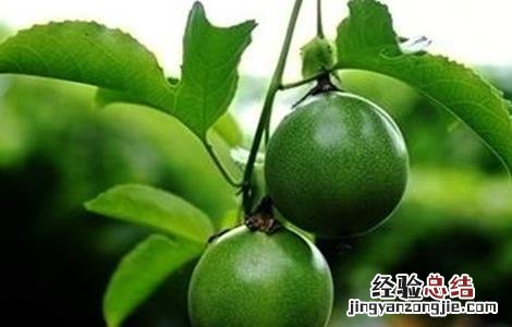 百香果如何种植才能高产呢 百香果如何种植才能高产