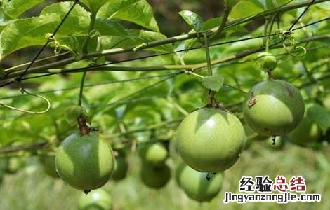 百香果如何种植才能高产呢 百香果如何种植才能高产