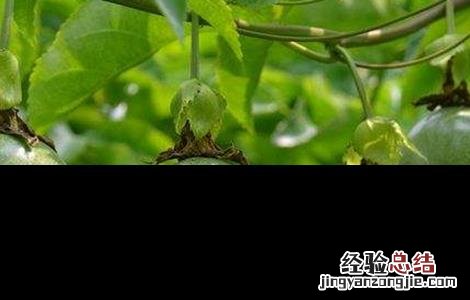 百香果如何种植才能高产呢 百香果如何种植才能高产