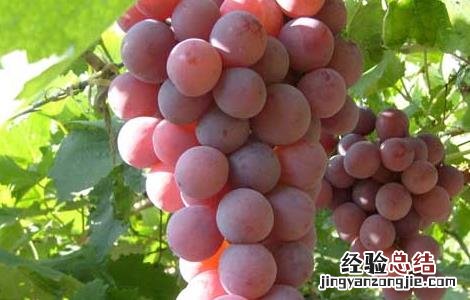 葡萄增产的方法 葡萄增产的方法是什么
