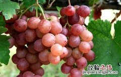 葡萄增产的方法 葡萄增产的方法是什么