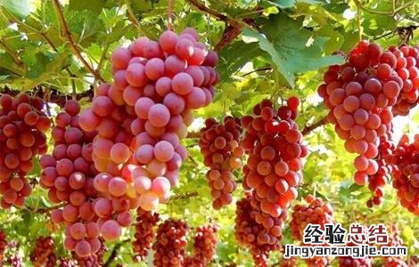 葡萄增产的方法 葡萄增产的方法是什么