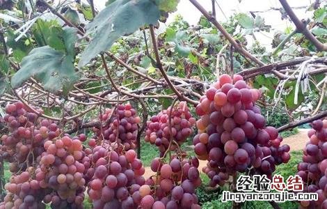 葡萄增产的方法 葡萄增产的方法是什么