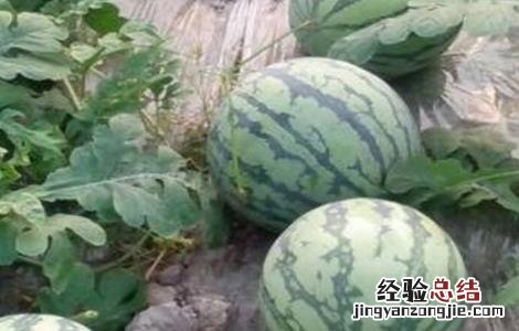 西瓜的田间管理技术 西瓜的田间管理技术ppt