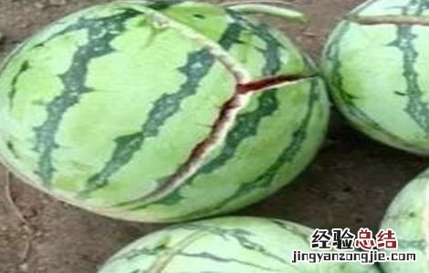 西瓜的田间管理技术 西瓜的田间管理技术ppt