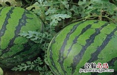 西瓜的田间管理技术 西瓜的田间管理技术ppt