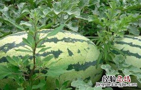 西瓜的田间管理技术 西瓜的田间管理技术ppt