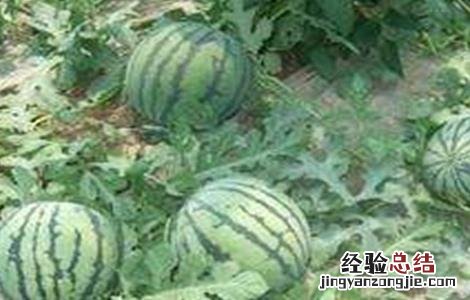 西瓜坐瓜率低的解决方法 西瓜怎样提高坐瓜率