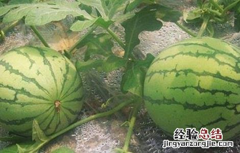 西瓜坐瓜率低的解决方法 西瓜怎样提高坐瓜率