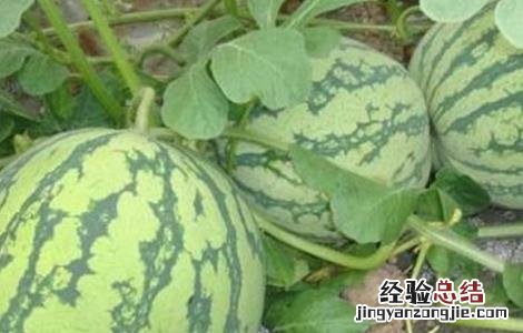 西瓜坐瓜率低的解决方法 西瓜怎样提高坐瓜率