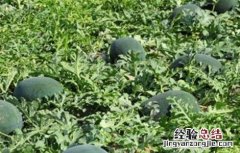 西瓜坐瓜率低的解决方法 西瓜怎样提高坐瓜率