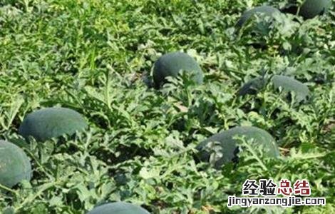 西瓜坐瓜率低的解决方法 西瓜怎样提高坐瓜率