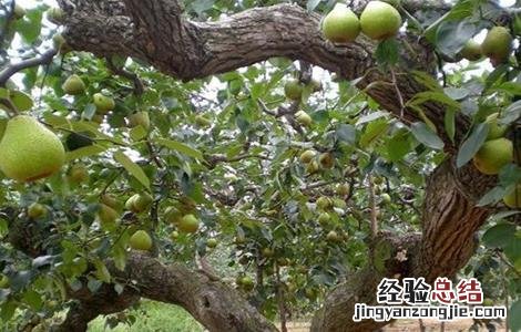 梨黑点病怎么解决 梨黑点病能吃吗