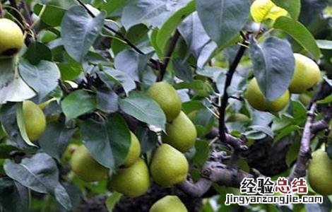 梨黑点病怎么解决 梨黑点病能吃吗