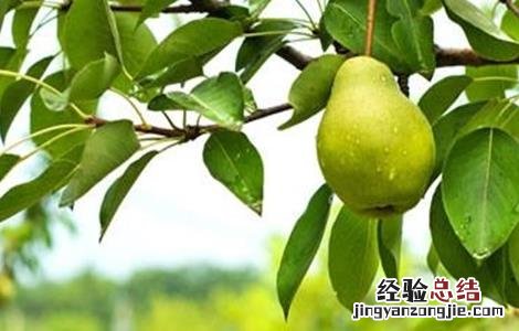 梨黑点病怎么解决 梨黑点病能吃吗