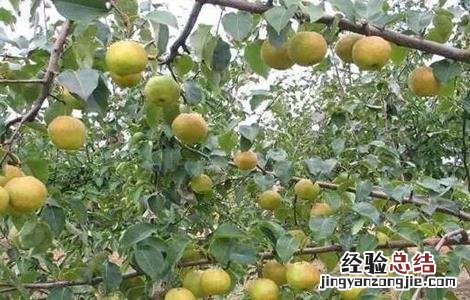 梨黑点病怎么解决 梨黑点病能吃吗