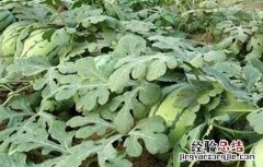 西瓜施肥的注意事项和禁忌 西瓜施肥的注意事项