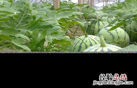 西瓜施肥的注意事项和禁忌 西瓜施肥的注意事项