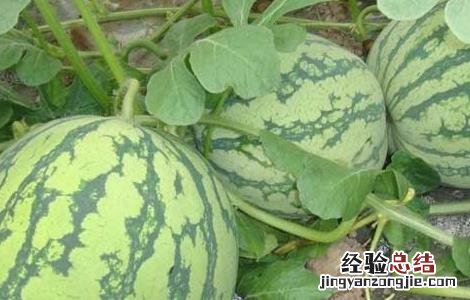 西瓜施肥的注意事项和禁忌 西瓜施肥的注意事项