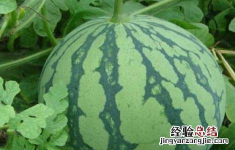 西瓜施肥的注意事项和禁忌 西瓜施肥的注意事项