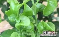 柑橘卷叶原因及解决方法视频 柑橘卷叶原因及解决方法