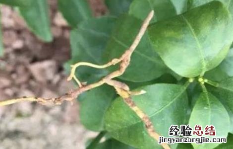 柑橘卷叶原因及解决方法视频 柑橘卷叶原因及解决方法