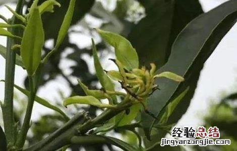柑橘卷叶原因及解决方法视频 柑橘卷叶原因及解决方法