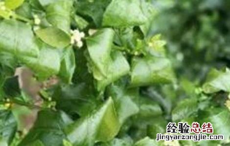 柑橘卷叶原因及解决方法视频 柑橘卷叶原因及解决方法