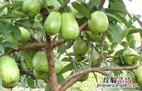 番石榴病害的发生症状与防治 番石榴的常见病害及防治