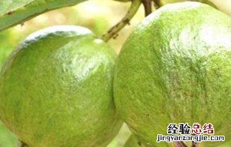 番石榴病害的发生症状与防治 番石榴的常见病害及防治