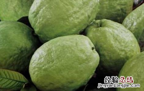 番石榴病害的发生症状与防治 番石榴的常见病害及防治