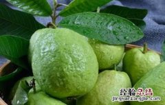 番石榴病害的发生症状与防治 番石榴的常见病害及防治