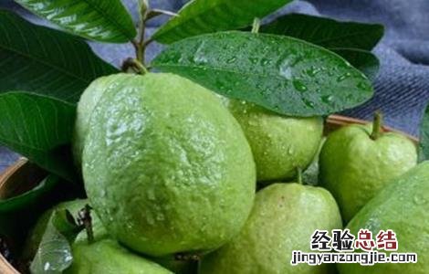 番石榴病害的发生症状与防治 番石榴的常见病害及防治