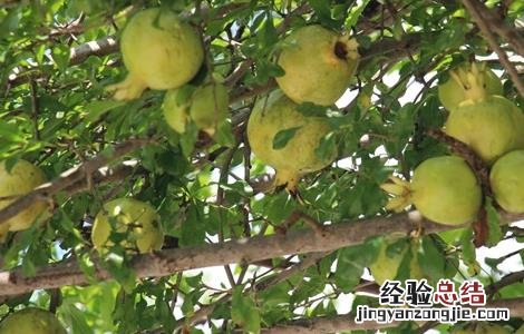 番石榴的种植方法 番石榴种植方法视频