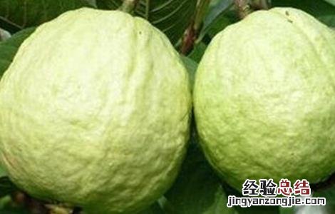 番石榴的种植方法 番石榴种植方法视频
