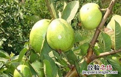 番石榴的种植方法 番石榴种植方法视频