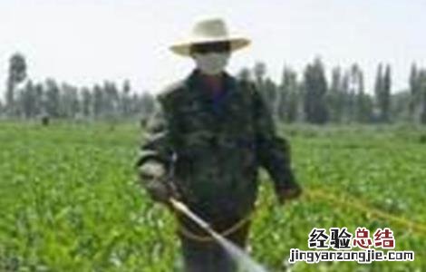 柑橘冬季防冻方法 柑橘冬季防冻方法视频
