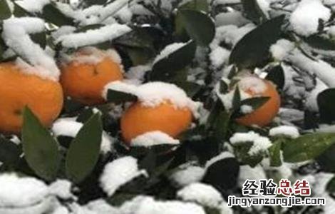 柑橘冬季防冻方法 柑橘冬季防冻方法视频