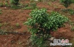 柑橘冬季防冻方法 柑橘冬季防冻方法视频