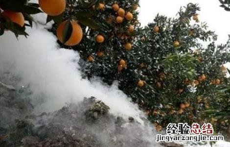 柑橘冬季防冻方法 柑橘冬季防冻方法视频